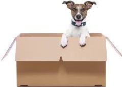 dog inside a box