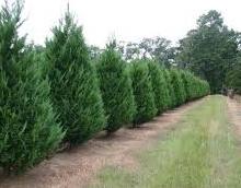 green Leyland Cypress